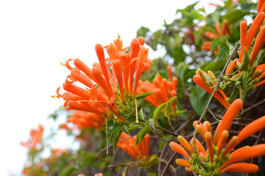 炮仗花