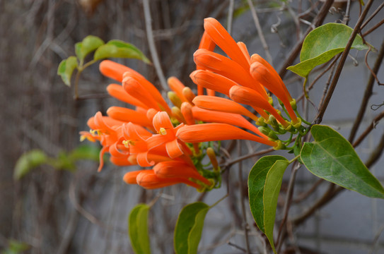 炮仗花