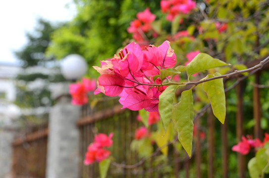 光葉子花