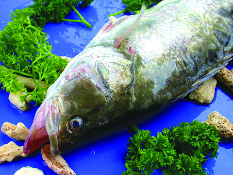 桂魚