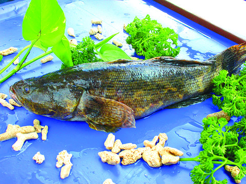 筍殼魚(yú)