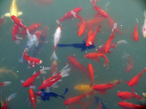 紅色鯉魚