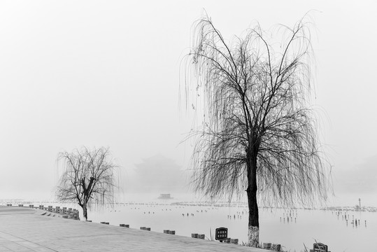 枯枝 柳樹 湖泊 濃霧 水墨風(fēng)