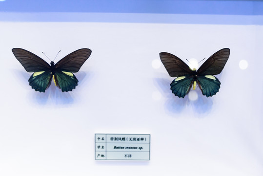 帶荊鳳蝶