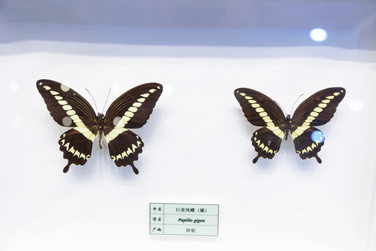 巨美鳳蝶 印尼