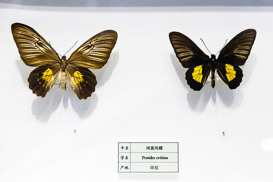 珂裳鳳蝶 印尼