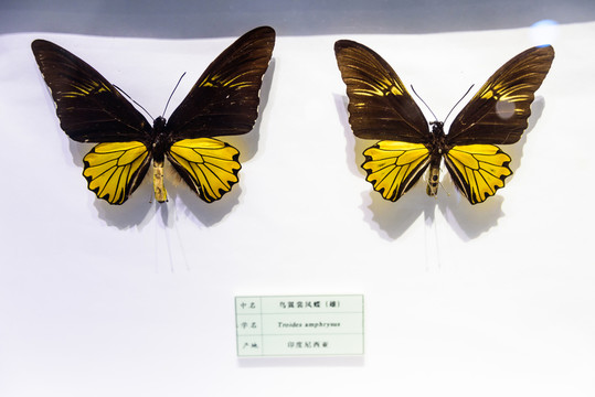 鳥翼裳鳳蝶 印尼
