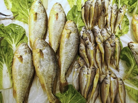小黃魚素材