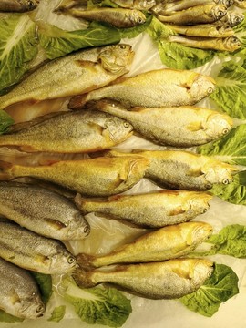 小黃魚素材
