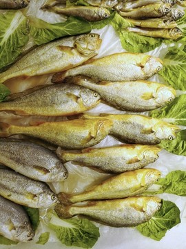 小黃魚素材
