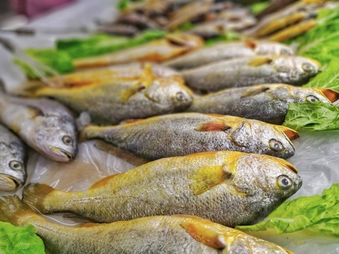 小黃魚素材