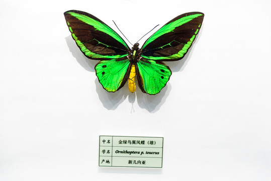 金綠鳥翼鳳蝶 新幾內(nèi)亞