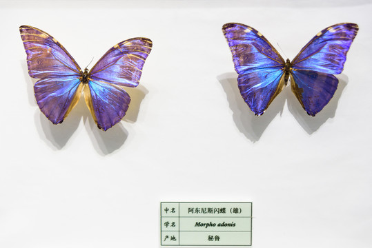 安東尼斯閃蝶 秘魯