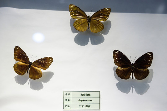 幻紫斑蝶