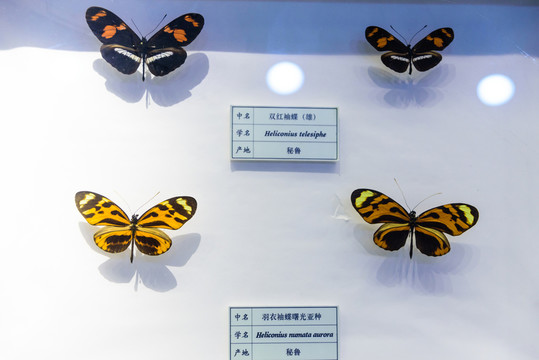 雙紅袖蝶 羽衣袖蝶 秘魯