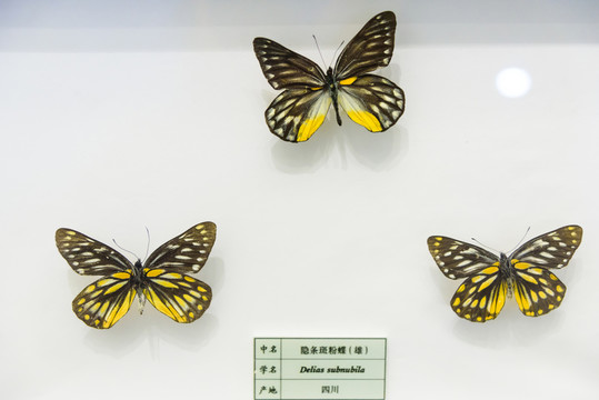 隱條斑粉蝶 四川