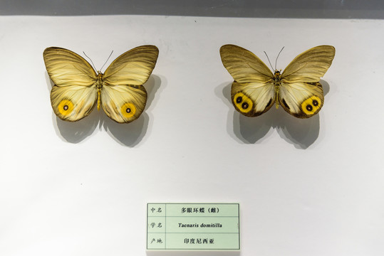 多眼環(huán)蝶 印尼