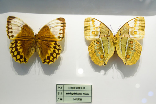 白袖箭環(huán)蝶 馬來西亞