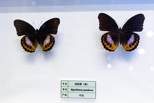 斑蛺蝶 印尼