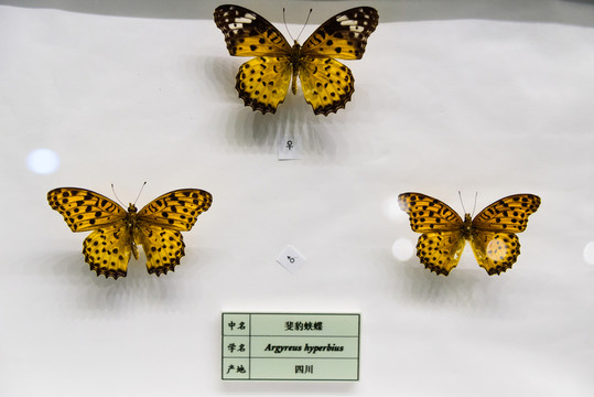 斐豹蛺蝶 四川