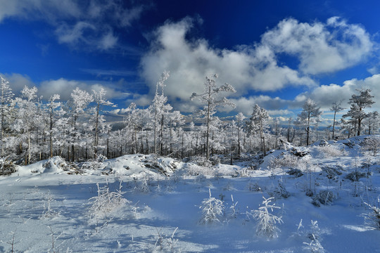 林海雪原雪林