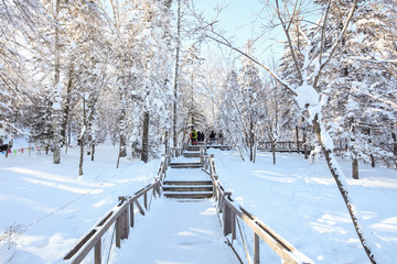 積雪森林 白雪皚皚 樹林 積雪