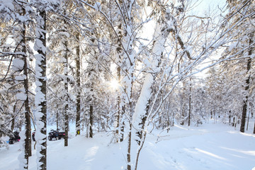 積雪森林 白雪皚皚 樹林 積雪