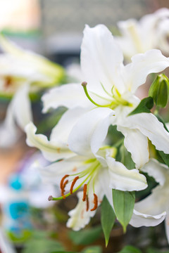 百合花