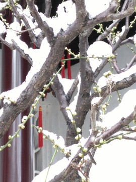 蘇州園林 樹枝雪花