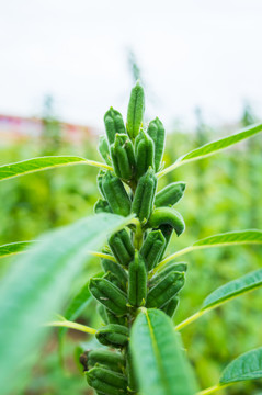 芝麻種植