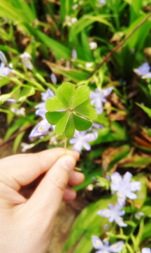 三葉草 幸運(yùn)四葉草 五葉草