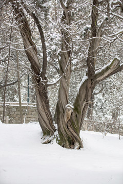黃帝陵雪景