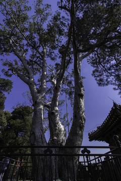 北海公園團城