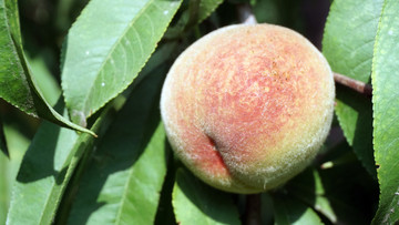 桃子 桃樹