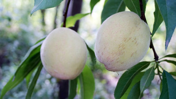 桃子 桃樹