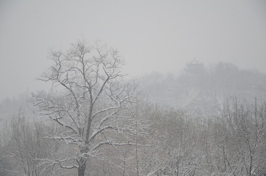 雪中的大樹