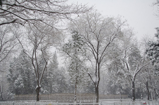 雪中的大樹