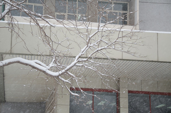 雪中的樹(shù)枝