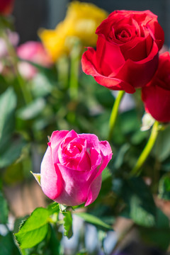 鮮花