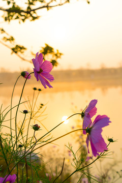 水邊的花