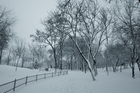 雪中的大樹(shù)