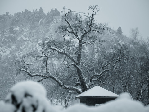 雪中的古樹