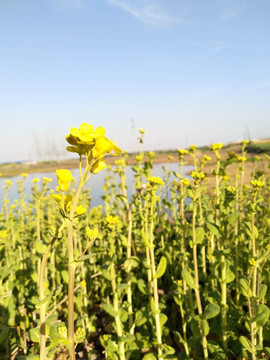油菜花