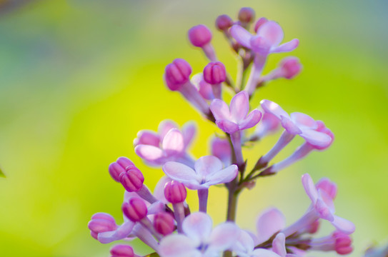 丁香花