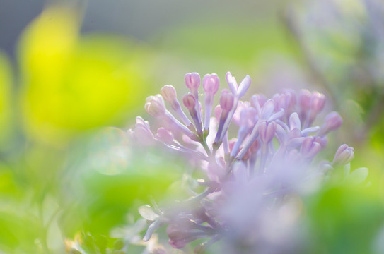 丁香花