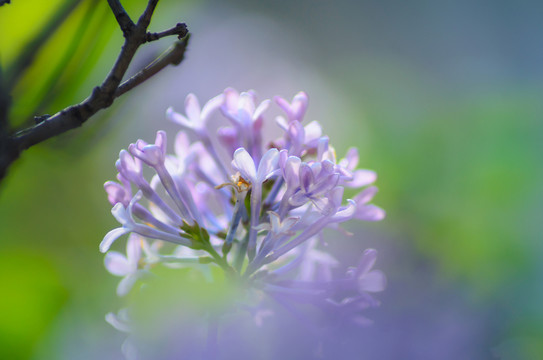 丁香花