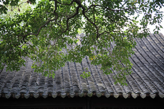 青瓦屋頂 綠樹