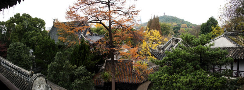 銀杏樹(shù)