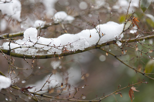 冰雪樹梢