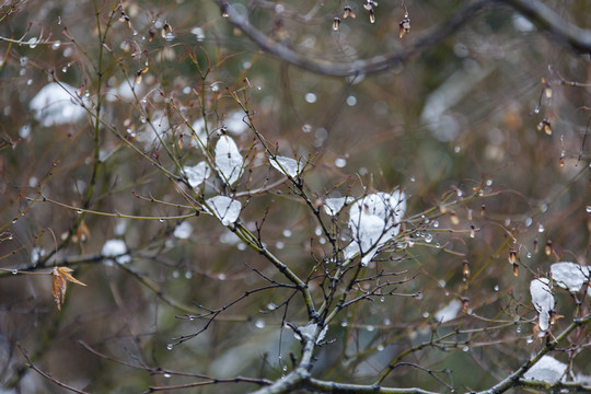 冰雪樹梢